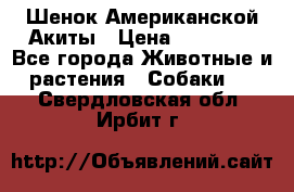 Шенок Американской Акиты › Цена ­ 35 000 - Все города Животные и растения » Собаки   . Свердловская обл.,Ирбит г.